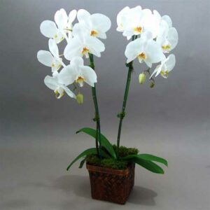 Orchid Pot With 2 Stems as Gift in Dubai