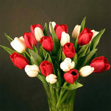 red white tulips vase