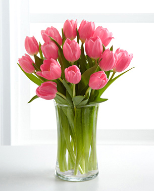 tulips pink20