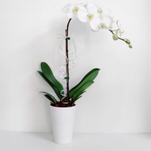 White Orchid Plant Pot