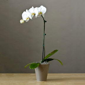 White Orchid Plant Pot