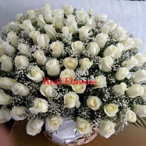 100 white roses basket