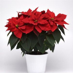 Buy Christmas Plants Online in Dubai