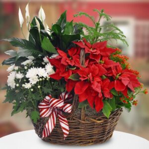 Plants Assorted in Basket for Christmas Gift