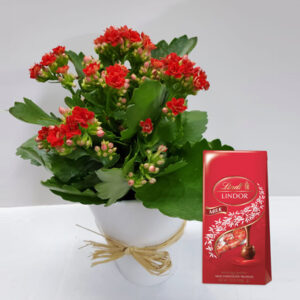 Kalanchoe Red Plant Lindt Chocolates Online | Free Delivery