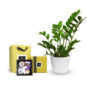 Gift Plants with Chocolates Online