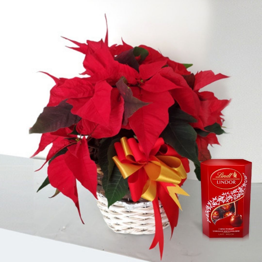 Poinsettia Plant and Lindt chocolates