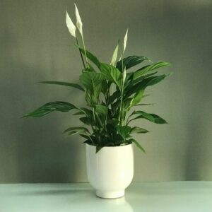 Order Peace Lilies Plant at the Best Price