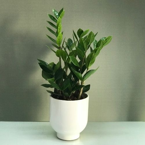 zamioculcas-plant