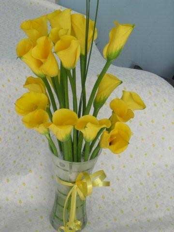 yellow calla lilies vase